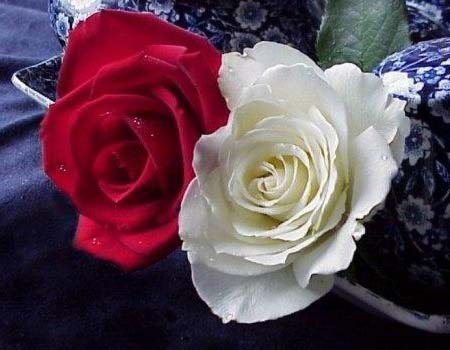 Rose rouge et rose blanche | Havre de pensées & de mots